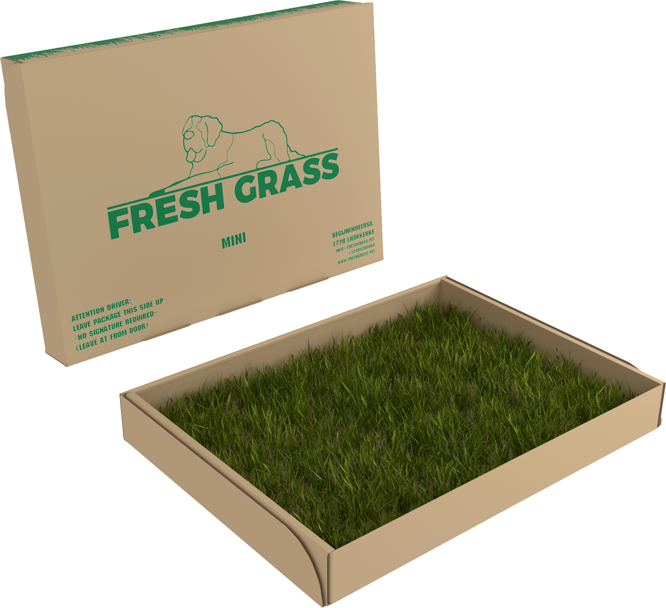 grass