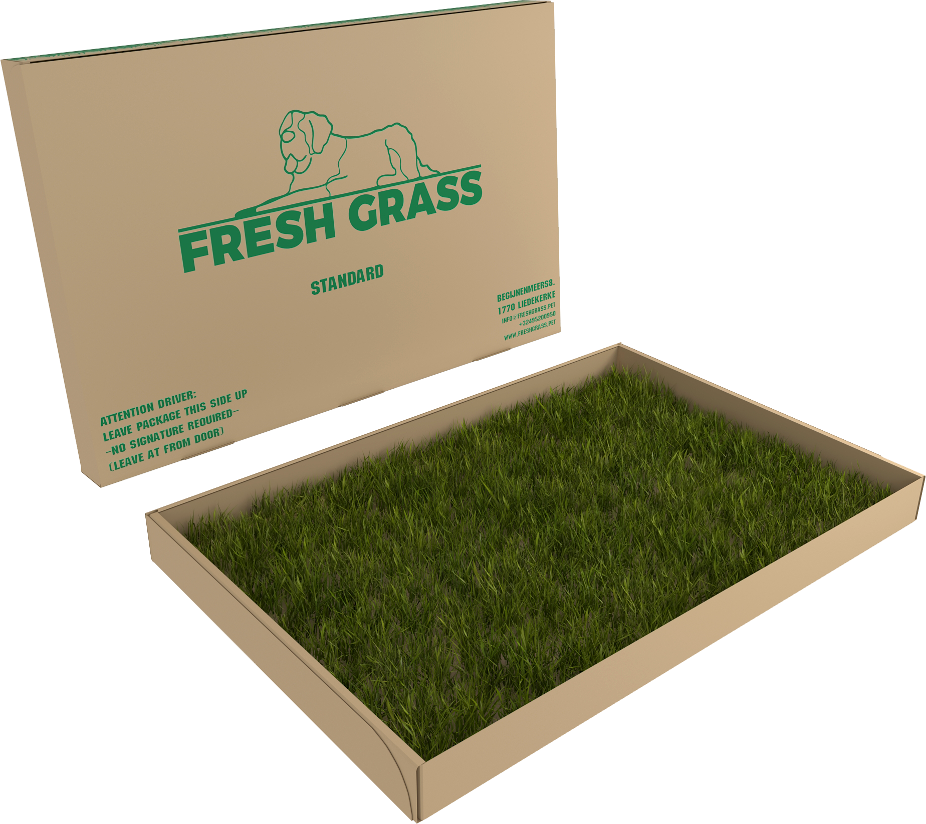 grass